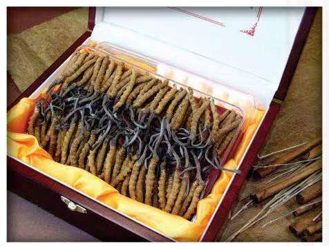 营口冬虫夏草回收